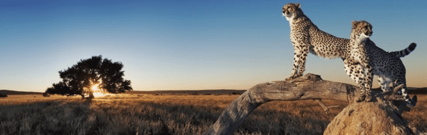 WP Faster Cache Plugin